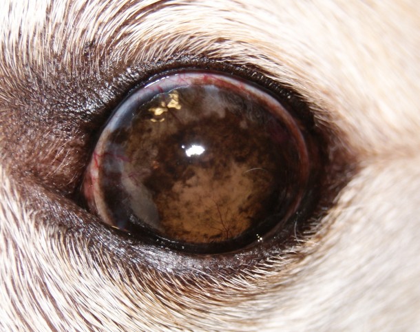 Пигментозный кератит у собаки