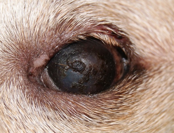 Сухой кератоконъюнктивит у собаки