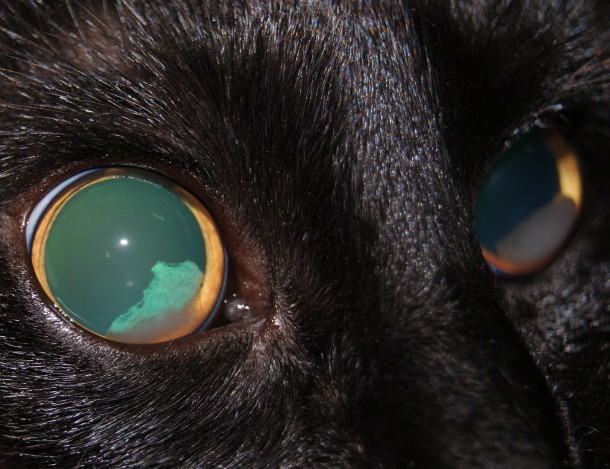 Внешний вид глаз кошки при хориоретините. Разширенные зрачки 