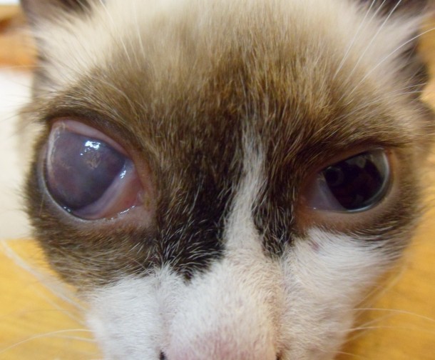 Глаукома у кошки