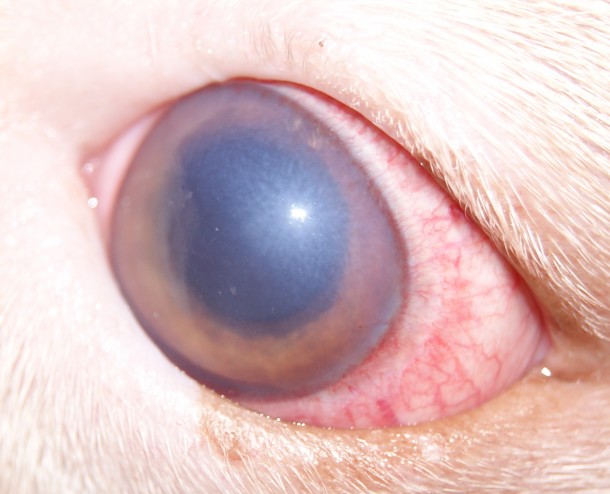Глаукома у собаки