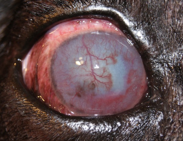Вторичная глаукома у собаки