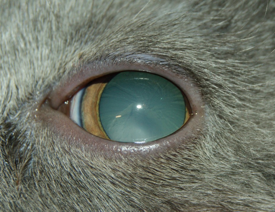 Лечение катаракты у животных