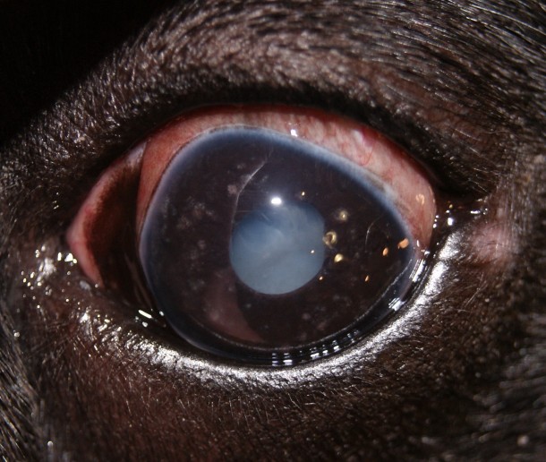 катаракта у собак симптомы