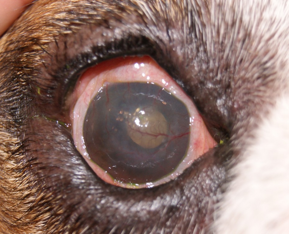 Синдром сухого глаза у кошек: причины, симптомы и лечение