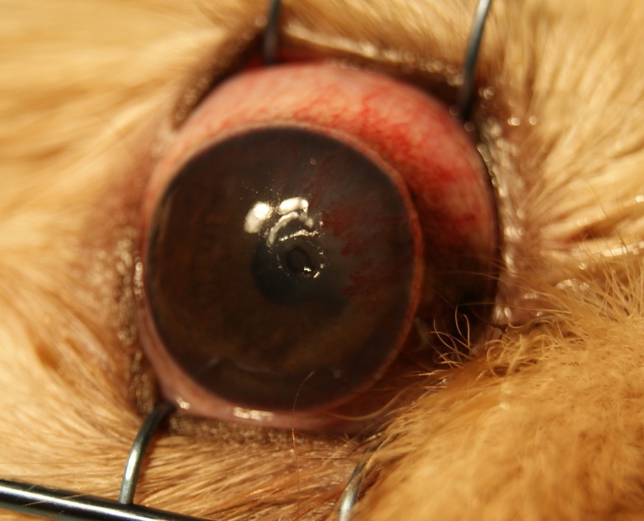 Глубокая и поверхностная корнеальная васкуляризация для защиты глаз при язвах роговицы у собак