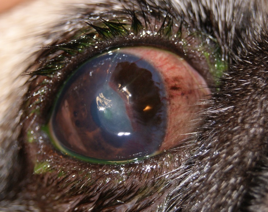 Почему у собаки красные глаза?