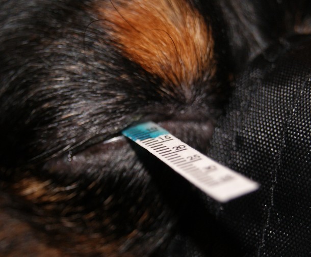 Тест Ширмера у собаки при сухом кератоконъюнктивите