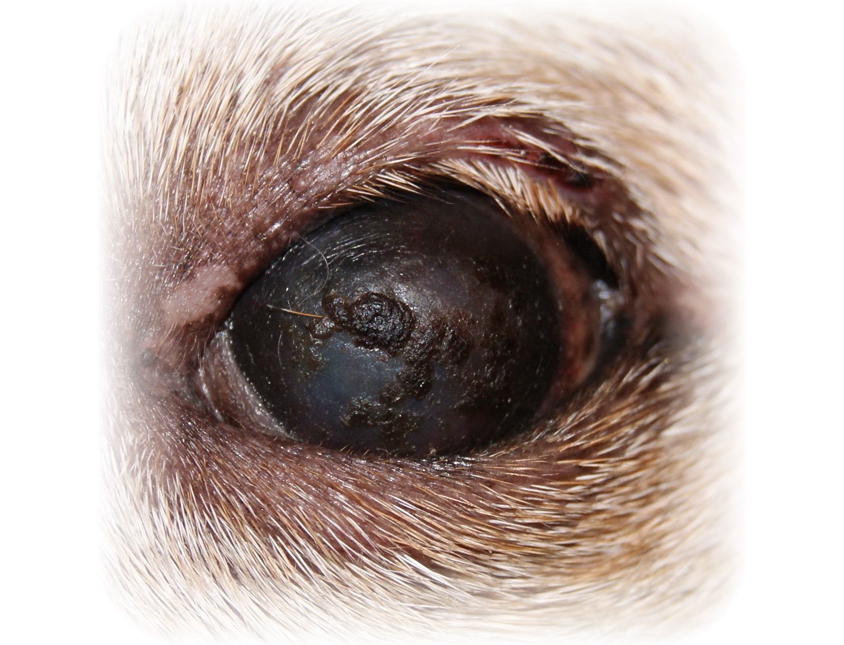 Болезни глаз у собак, причины, симптомы, лечение