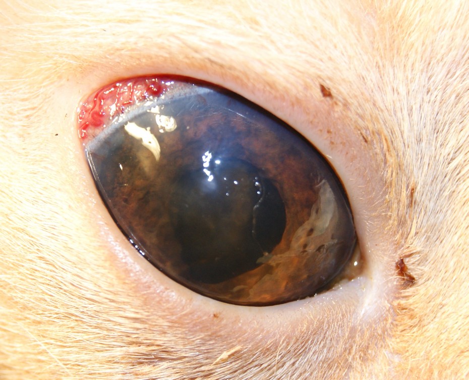 Глаукома у кошки: причины, симптомы, диагностика, лечение и прогноз