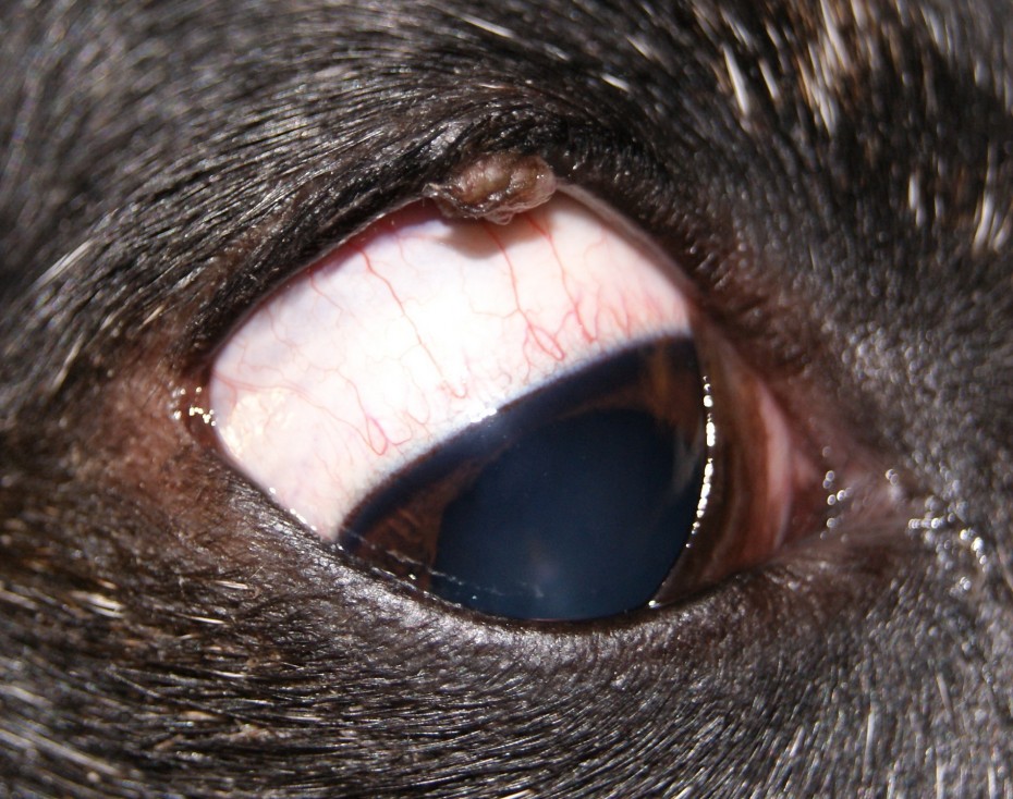 Опухоль века у собак и кошек: симптомы, лечение