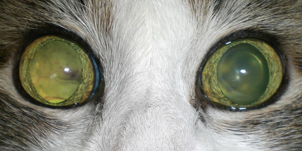 Гипертензивная ретинопатия кошек: причины, симптомы, лечение
