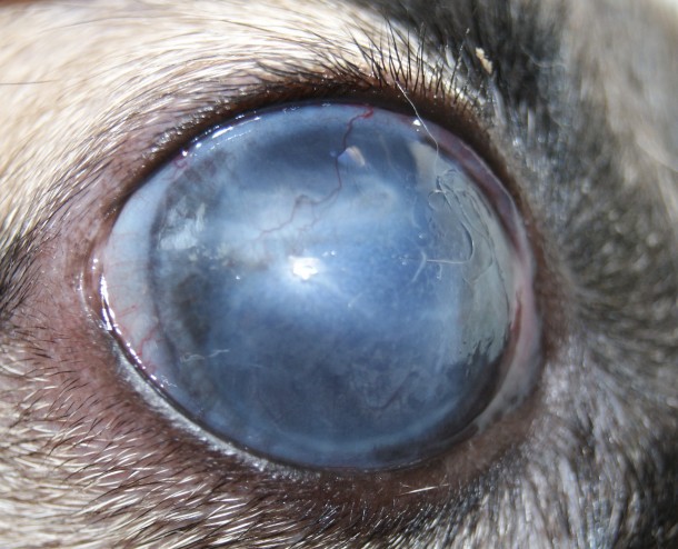 Глаукома у собаки