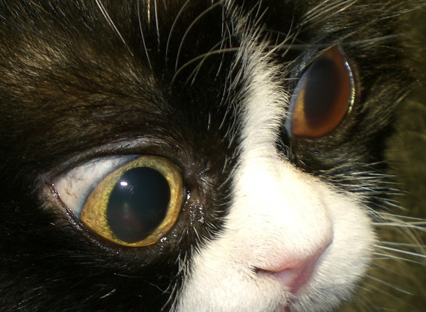 Кровь в глазу (гифема) у кошки