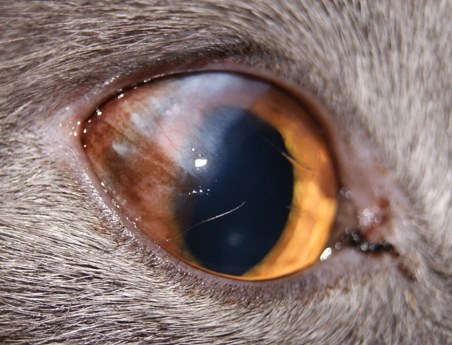 Операции на глаза у кошек
