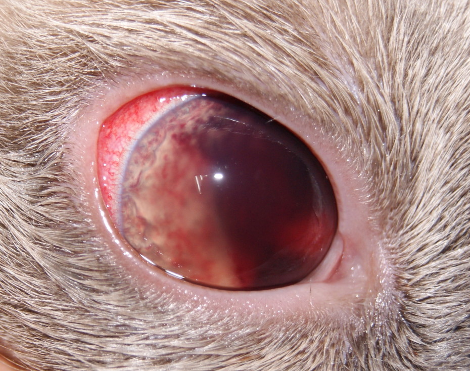 Все о болезнях глаз у кошек