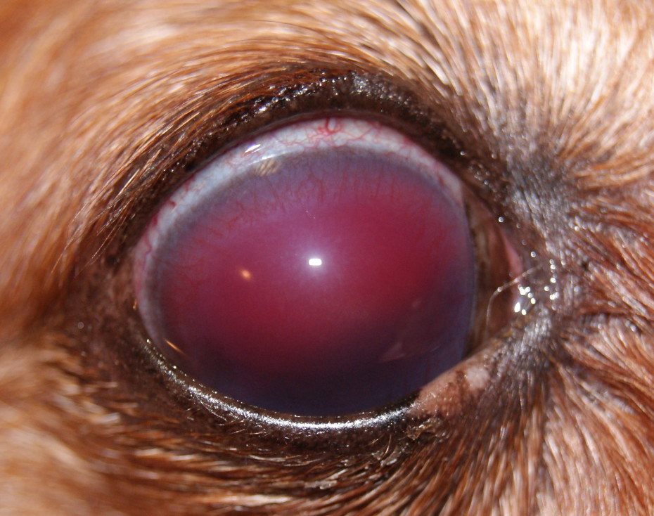 Что делать если у собаки красные белки глаз?
