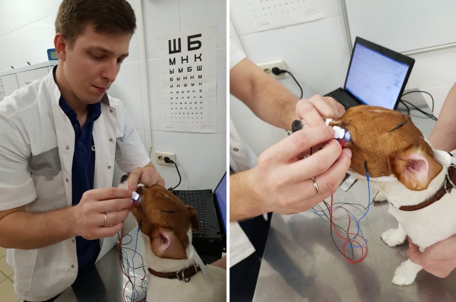 Электроретинография собаки