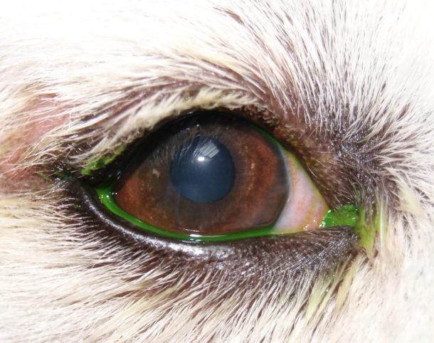 Состояние глаза собаки через 10 дней после дебридмента