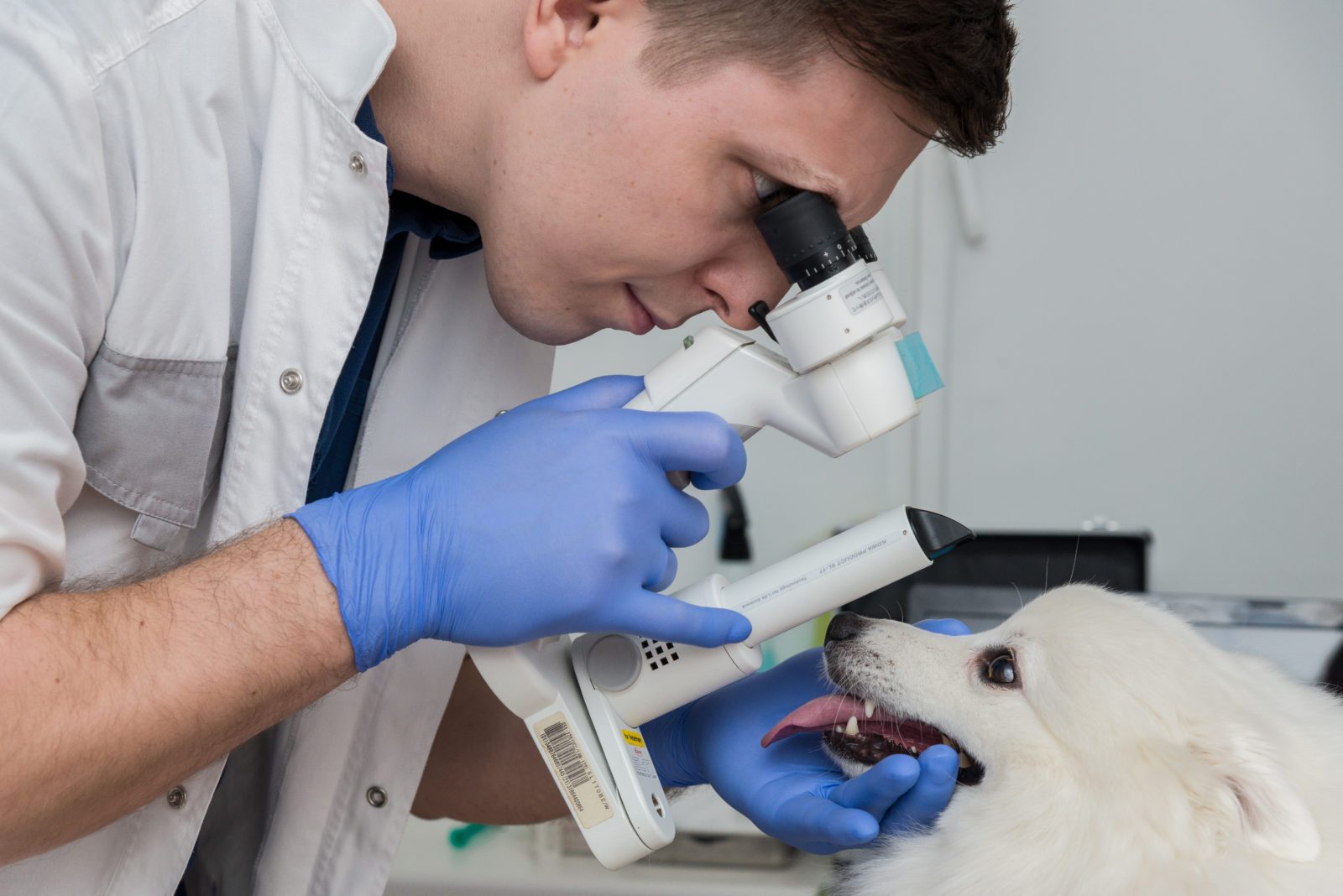 Ветеринарная салехард. Биомикроскопия Ветеринария. Биомикроскопия у собак. Ветеринарная офтальмология. Ветеринарный офтальмолог.