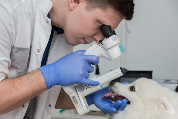 Биомикроскопия глаза у собаки